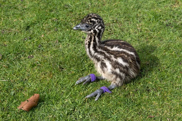 Three Day Old Incubator Hatched Emu Chick Has First Experience — Stock Photo, Image