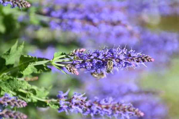 Selective Focus Shot Bee Collecting Pollen Purple Sage Flowers — Stock Photo, Image