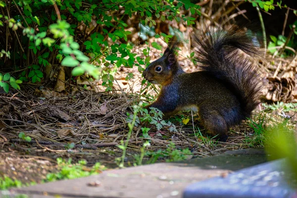 A cute brown Tree squirrel in the forest in spring