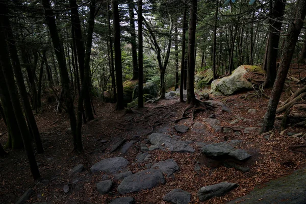 秋の森の美しいショット — ストック写真