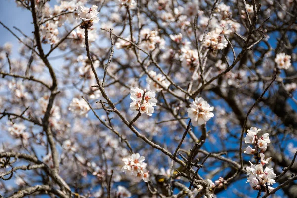 Nahaufnahme Eines Blühenden Baumes Tag — Stockfoto