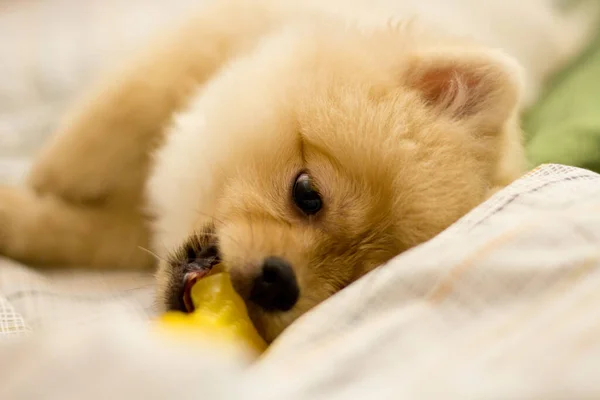 Een Closeup Shot Van Een Pomeranian Puppy Liggend Het Bed — Stockfoto