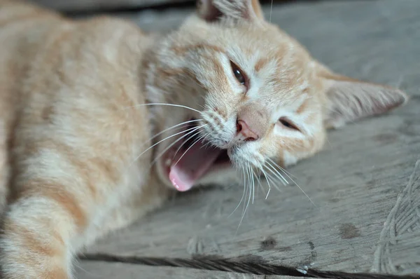 Egy Közelkép Egy Ásító Vörös Macskáról — Stock Fotó