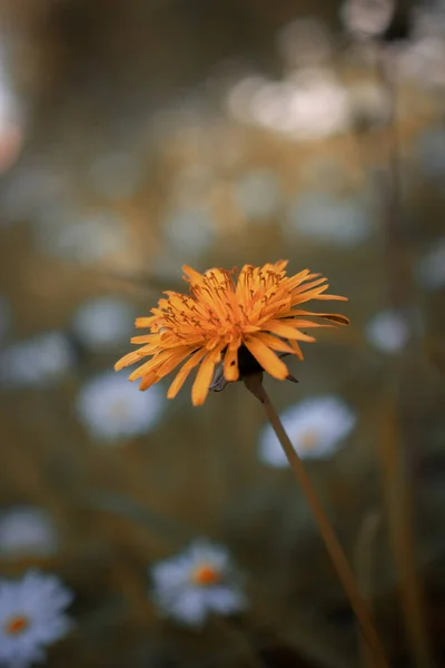 Eine Flache Aufnahme Eines Löwenzahns Garten Einem Sonnigen Tag Mit — Stockfoto