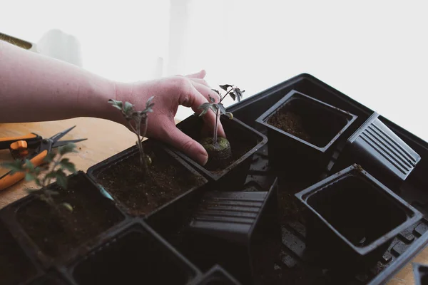 Potting Tomato Seedlings Indoors Prepare Spring Planting — Stock Photo, Image