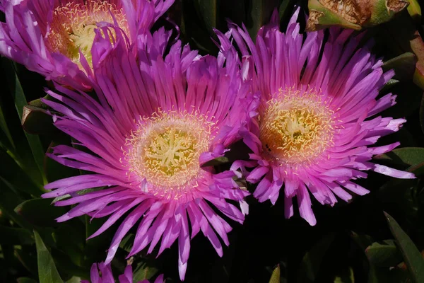 Een Close Van Roze Australische Varken Gezicht Carpobrotus Rossii Bloemen — Stockfoto