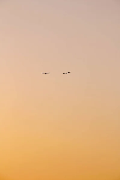 Een Silhouet Van Twee Vogels Lucht Bij Zonsondergang — Stockfoto