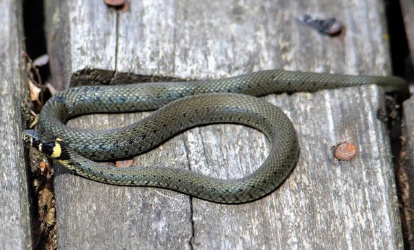 Una Serpiente Natrix Natrix Enrollada Tablones Natrix Natrix Salvaje — Foto de Stock