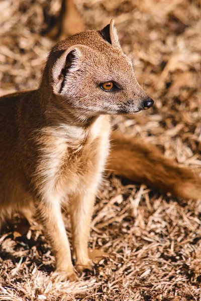 Closeup Mongoose Field — Stock Photo, Image