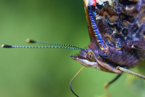 Testa Una Farfalla Grana Fine Cortile Basilea Svizzera — Foto Stock