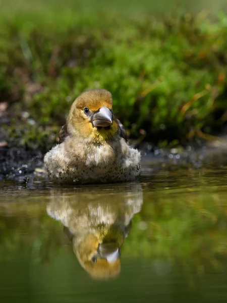 Eine Vertikale Aufnahme Eines Großschnabelvogels Der Wasser Aus Einer Kleinen — Stockfoto