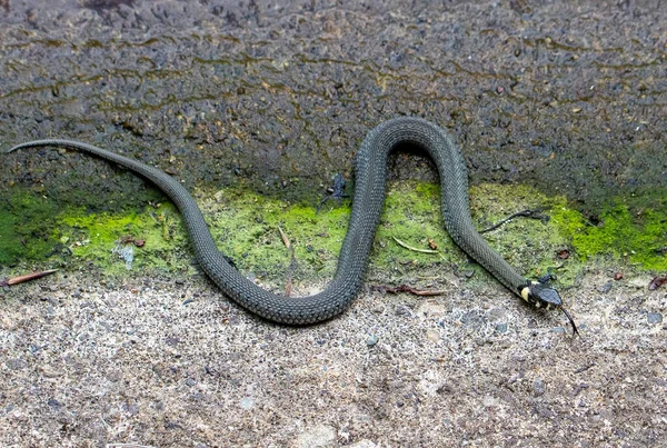Natrix Natrix Schlange Ufer Eines Sees Reptil Natur — Stockfoto