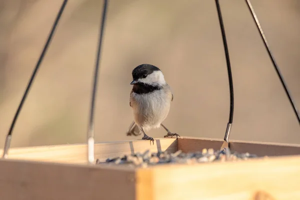 Closeup Shot Black White Bird Bird Feeder — Stock Photo, Image