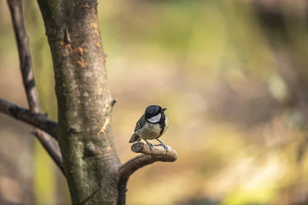 Shallow Focus Adorable Great Tit Perching Tree Branch — Stockfoto