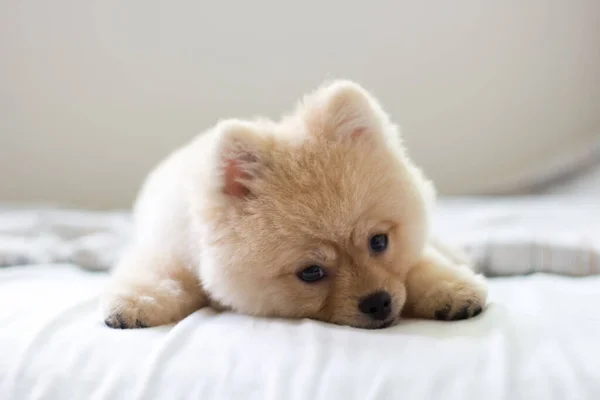 かわいいポメラニアの子犬がベッドの上に横たわっています — ストック写真