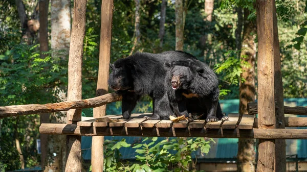 Black Bears Playing Zoo — Stock Photo, Image