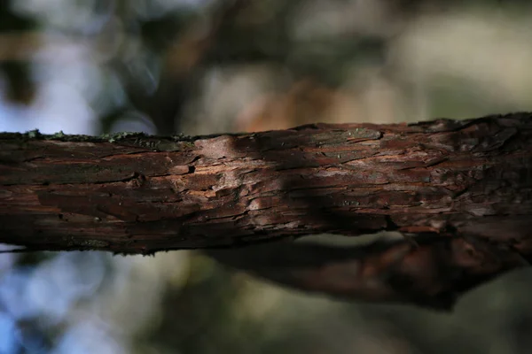 Close Vertical Shot Young Tree Sunlight — Stock Photo, Image