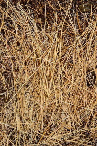 Bild Des Getrockneten Gelben Heumusters Textur Hintergrund — Stockfoto