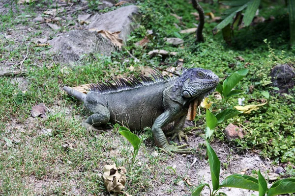 Tiro Perto Uma Iguana Enorme Chão — Fotografia de Stock