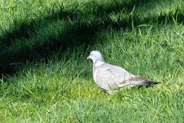 Pigeon Solitaire Errant Dans Une Prairie — Photo
