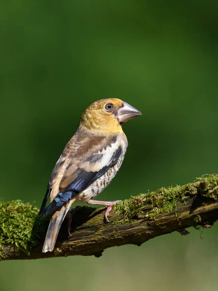 Disparo Vertical Grosbeak Común Pie Sobre Una Rama Musgosa — Foto de Stock