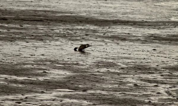 Ένα Υδρόβιο Πτηνό Που Θάβει Κεφάλι Του Στην Άμμο Στην — Φωτογραφία Αρχείου