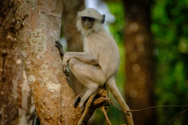 Šedá Opice Stromě Národním Parku Chitwan Nepál — Stock fotografie