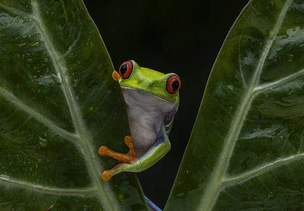 Una Rana Ojos Rojos Sobre Una Rama Una Planta Con —  Fotos de Stock