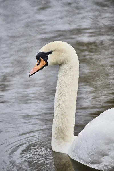 Tiro Vertical Cisne Branco Flutuando Uma Lagoa Calma — Fotografia de Stock