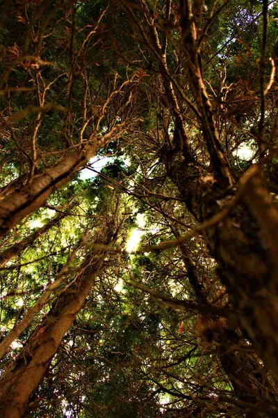 森の中の高い木の低角度ショット — ストック写真
