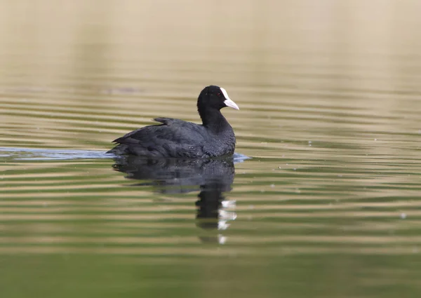 Gros Plan Une Foulque Sur Eau Lac Parc Ziegeleipark Heilbronn — Photo