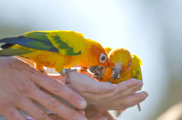 Dwie Papugi Jedzą Nasiona Słonecznika Rąk Człowieka Parku Wystawa Papug — Zdjęcie stockowe