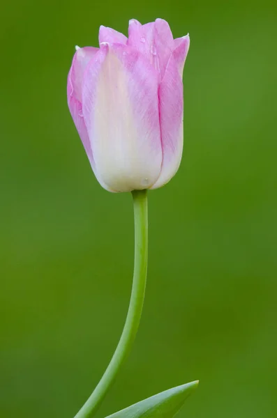 Morbido Fiore Tulipano Rosa Mostrato Uno Sfondo Verde Lussureggiante — Foto Stock