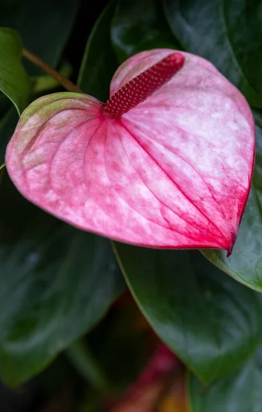 Ένα Κάθετο Κοντινό Πλάνο Ενός Ροζ Λουλουδιού Ανθούριου — Φωτογραφία Αρχείου