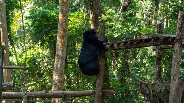 Les Ours Noirs Jouant Zoo — Photo