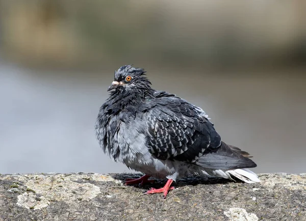 Primer Plano Una Paloma Roca Con Plumas Mojadas Pie Sobre —  Fotos de Stock