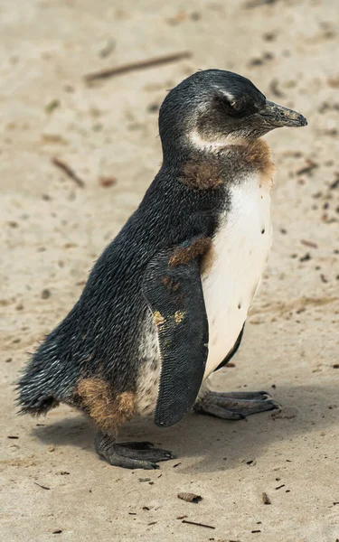 Närbild Ung Fluffig Pingvin Sandstrand — Stockfoto