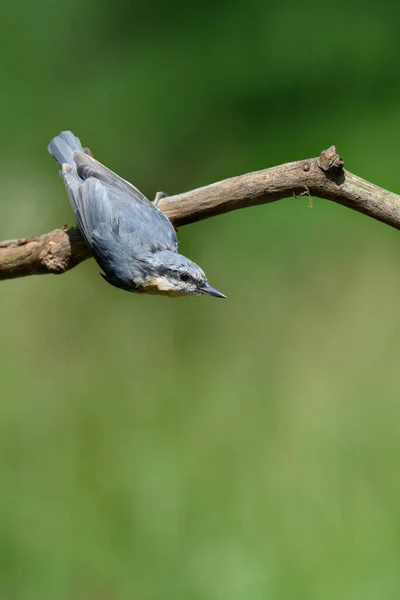 Närbild Nuthatch Fågel Hängande Upp Och Ner Från Gren Trädgård — Stockfoto