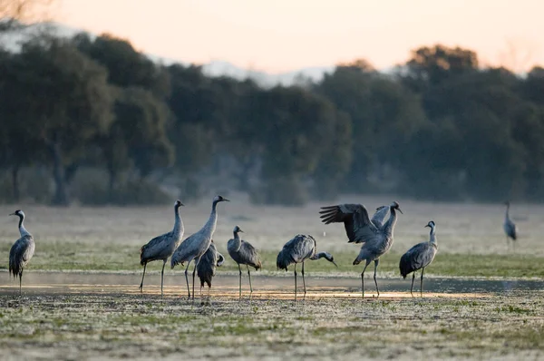 Vertical Shot Cranes Field Extremadura Spain Winter — Stock Photo, Image