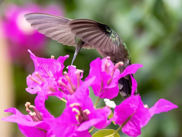 Egy Közeli Felvétel Antillean Crested Kolibri Egy Rózsaszín Lassabb — Stock Fotó
