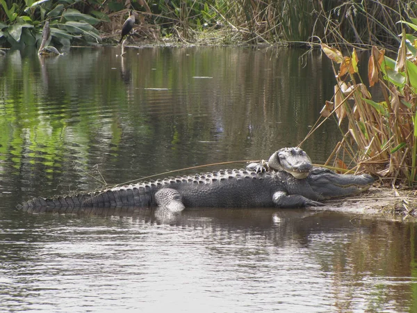 Гарний Знімок Двох Крокодилів Лежать Один Одному Березі Озера Яскравому — стокове фото