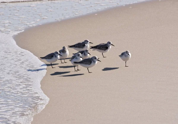 ノースカロライナ州ハッテラス岬近くのビーチにある砂の上の鳥のグループ — ストック写真