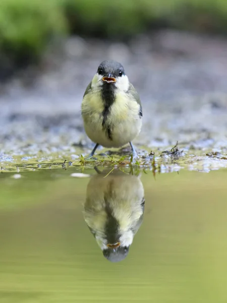 Beautiful Shot Great Tit Reflected Puddle Water — Stockfoto