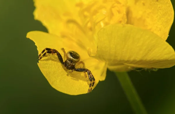 黄花上的黄色拿破仑蟹蜘蛛的宏观镜头 — 图库照片