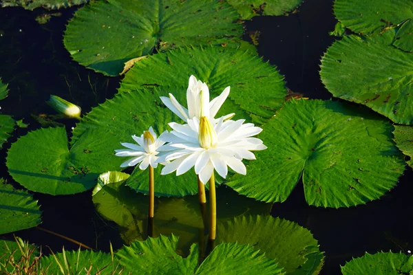 Closeup Shot Beautiful White Lotus Flowers Blooming Surface Pond — Stock Photo, Image