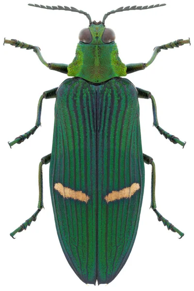宝石甲虫種カトカンタ オプレンタ亜属 オプルレンタ — ストック写真