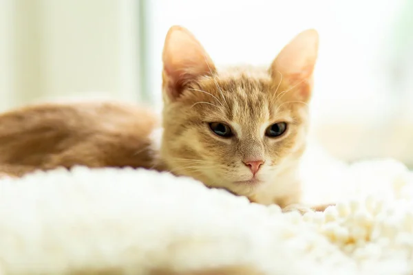 Selektivní Zaostření Záběr Rozkošné Červené Tabby Kočka Odpočívá Nadýchané Posteli — Stock fotografie