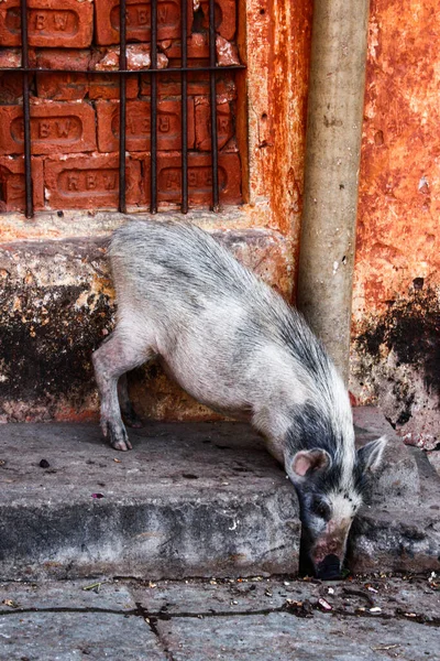 A closeup of a thin pig eating on the old stairs
