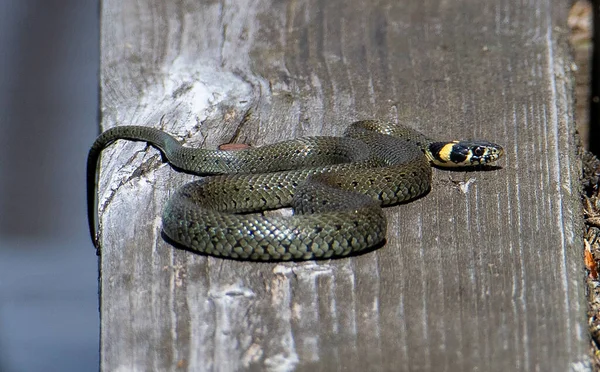 Natrix Natrix Serpente Arrotolato Tavole Natrix Natrix Selvatico — Foto Stock