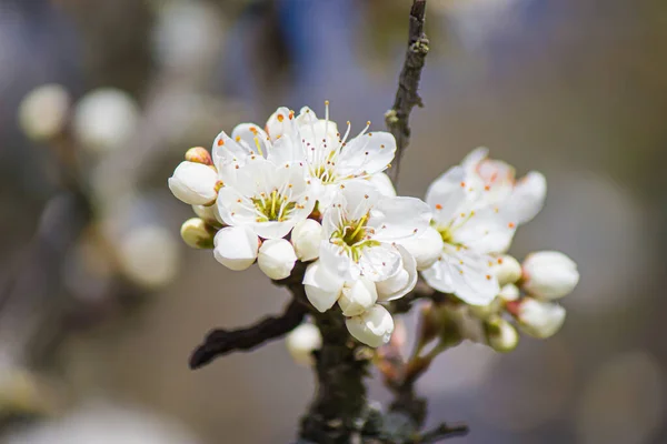 Shallow Focus Shot Common Cherry Woody Plant Cultivated Gardens — Stock Photo, Image